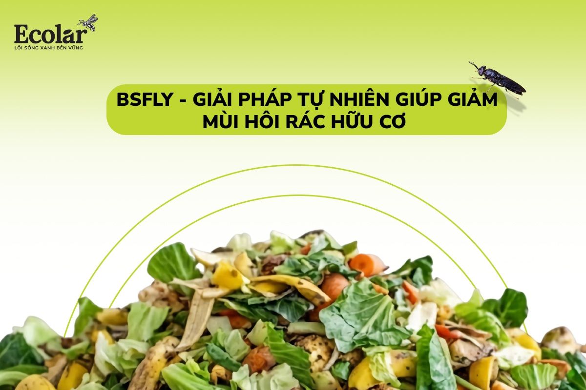 BSFLy: Giải Pháp Tự Nhiên Giúp Giảm Mùi Hôi Rác Hữu Cơ