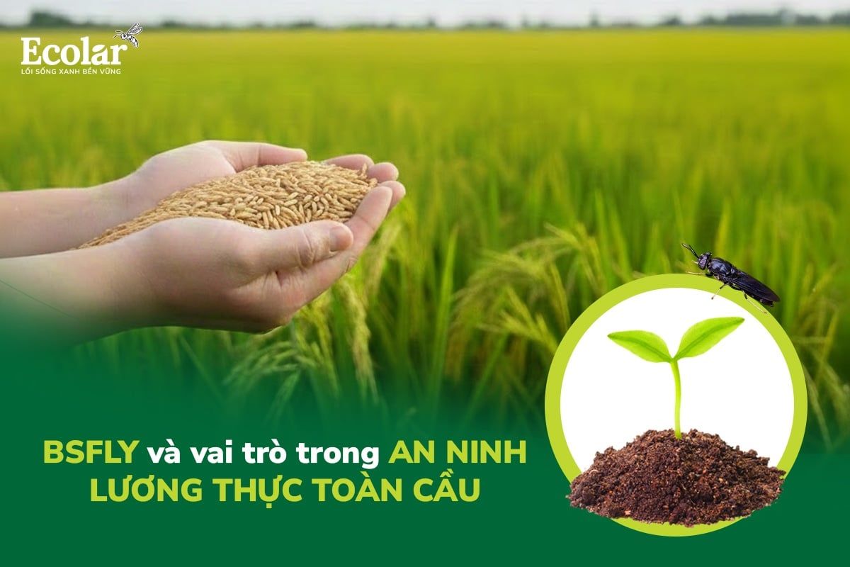 BSFly Và Vai Trò Trong An Ninh Lương Thực Toàn Cầu