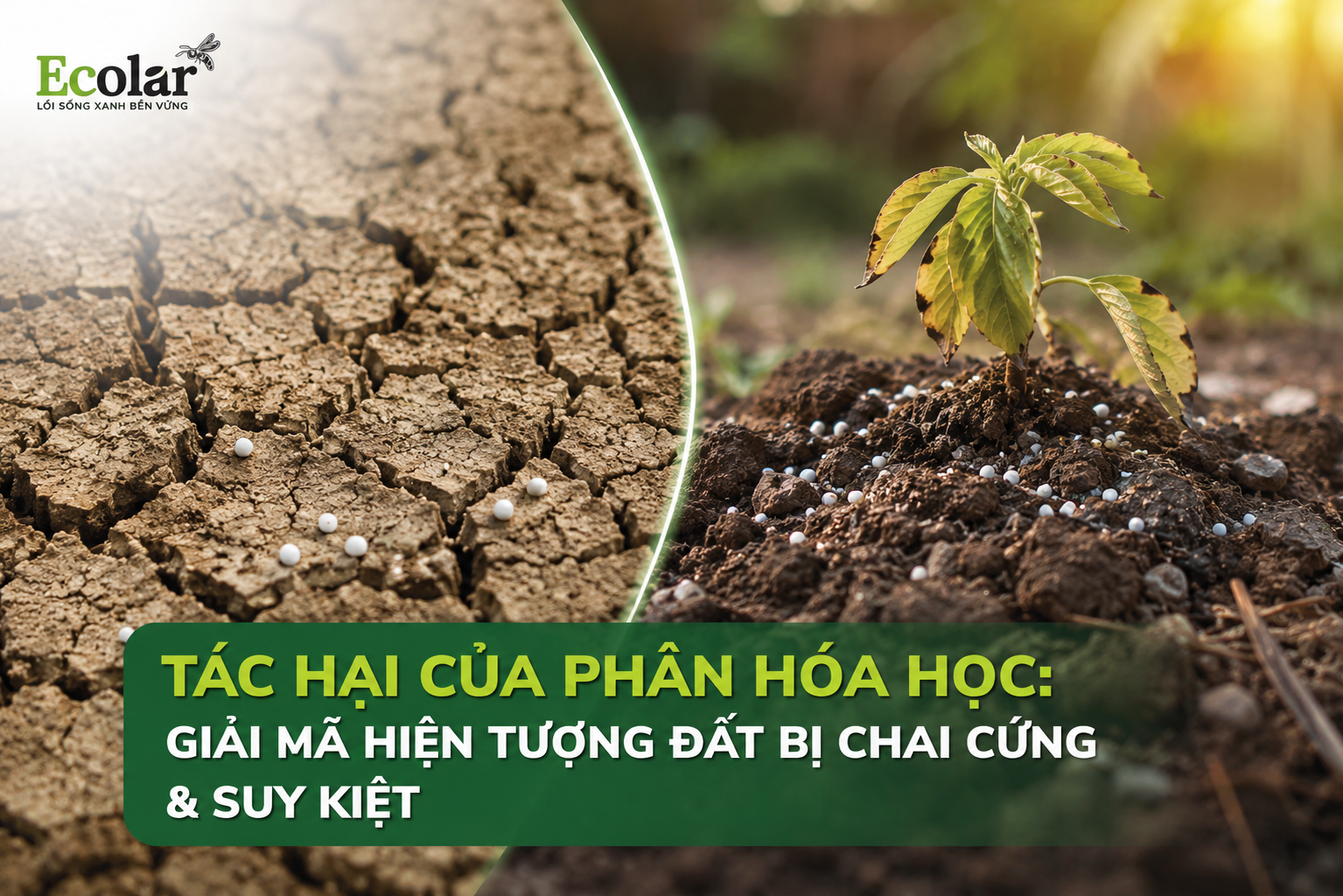 Tác Hại Của Phân Hóa Học: Giải Mã Hiện Tượng Đất Bị Chai Cứng & Suy Kiệt