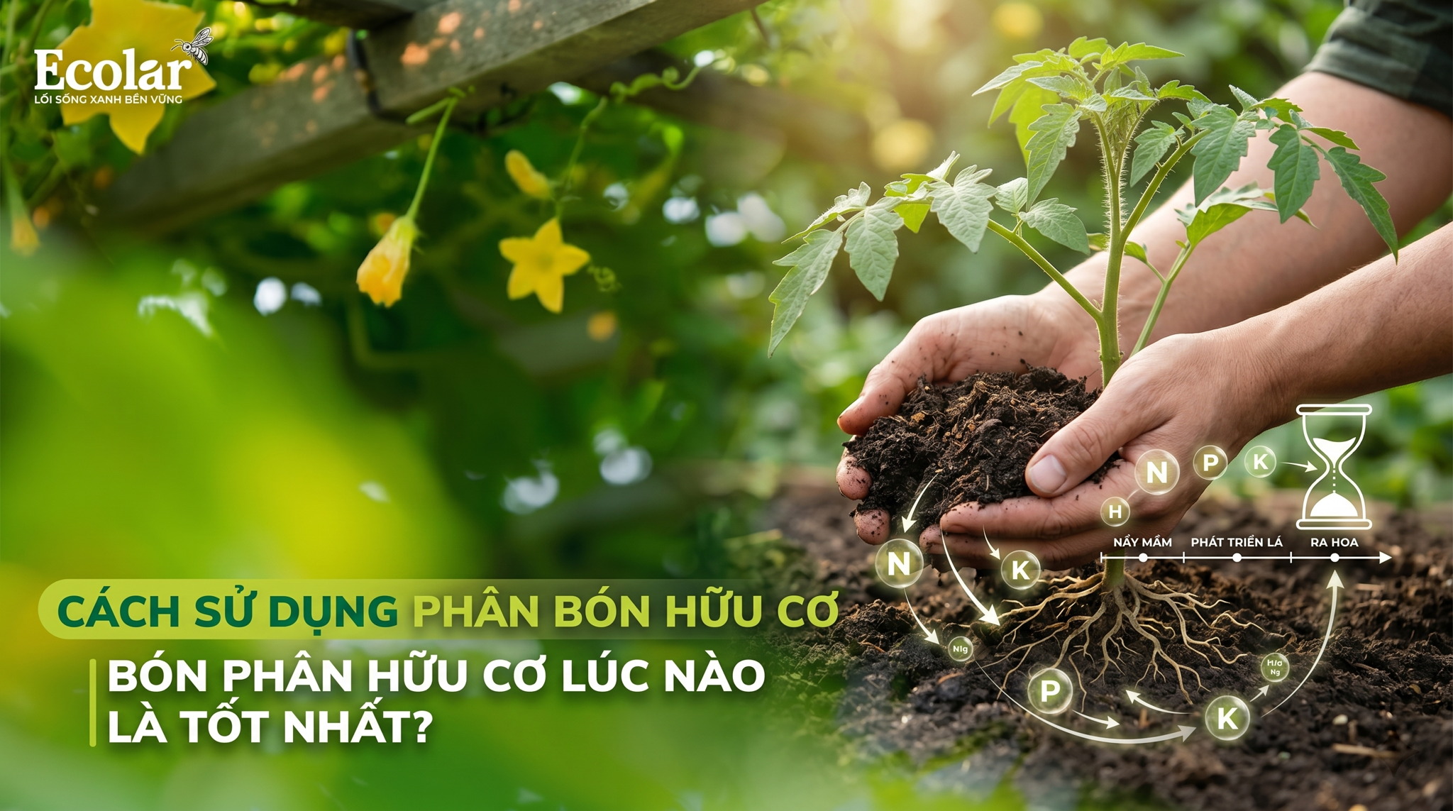 Bón phân hữu cơ lúc nào là tốt nhất: Hướng dẫn xác định thời điểm hợp lý cho hiệu quả cao
