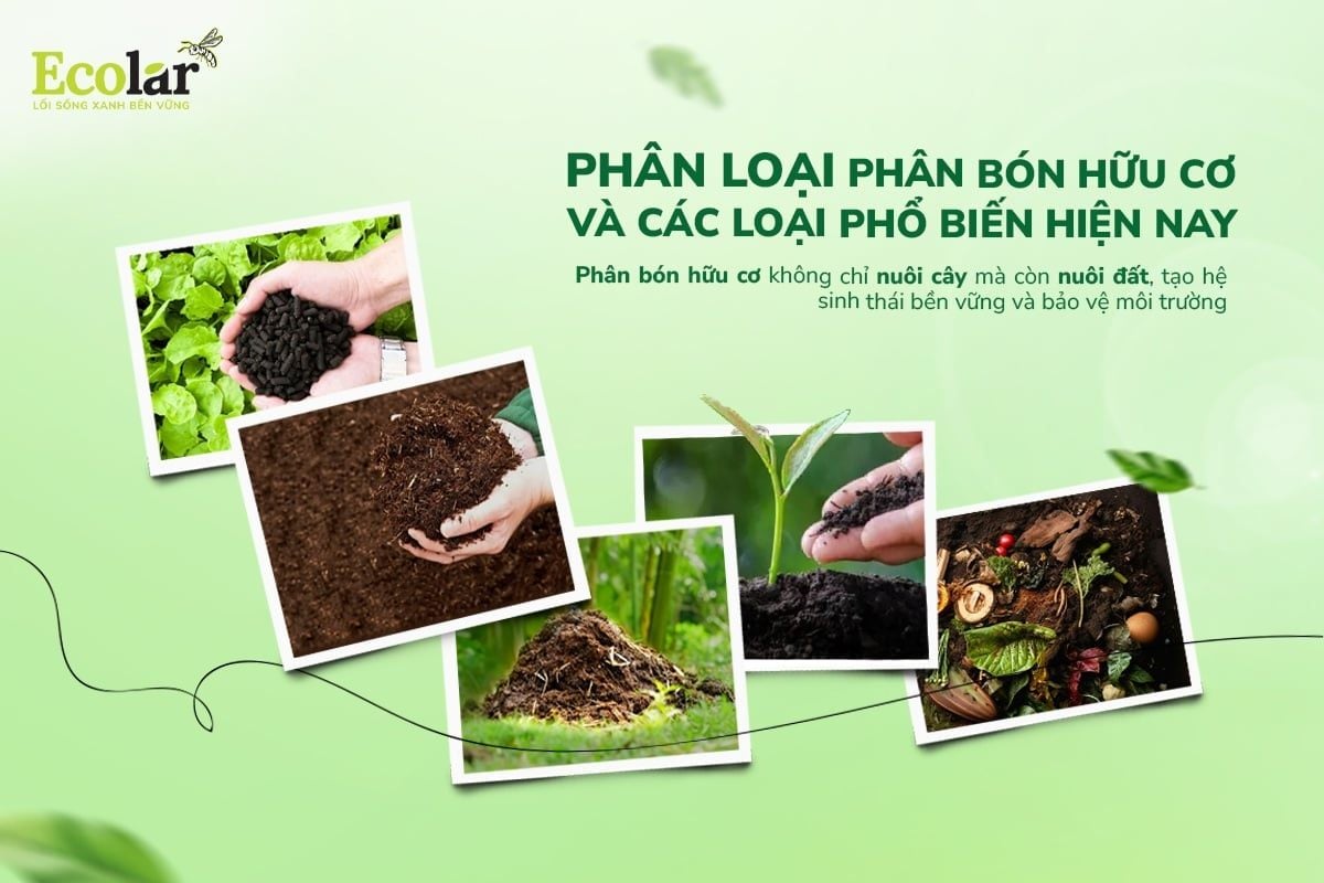Các loại phân bón hữu cơ phổ biến – Ưu nhược điểm và cách lựa chọn đúng