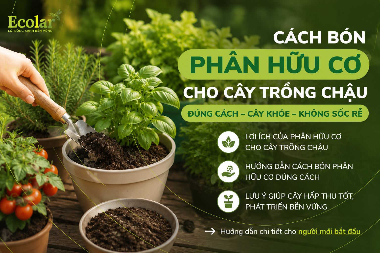 Cách Bón Phân Hữu Cơ Cho Cây Trồng Chậu Để Tránh Sốc Rễ, Cháy Rễ