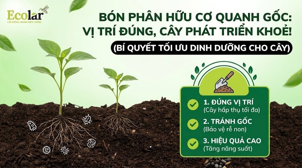 Cách Bón Phân Hữu Cơ Quanh Gốc Đúng Vị Trí Để Cây Hấp Thu Tốt