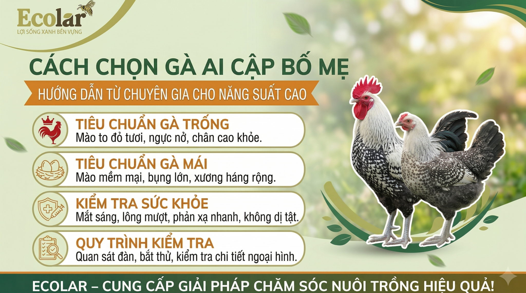 Cách Chọn Gà Ai Cập Bố Mẹ Chuẩn: Hướng Dẫn Chi Tiết Từ Chuyên Gia