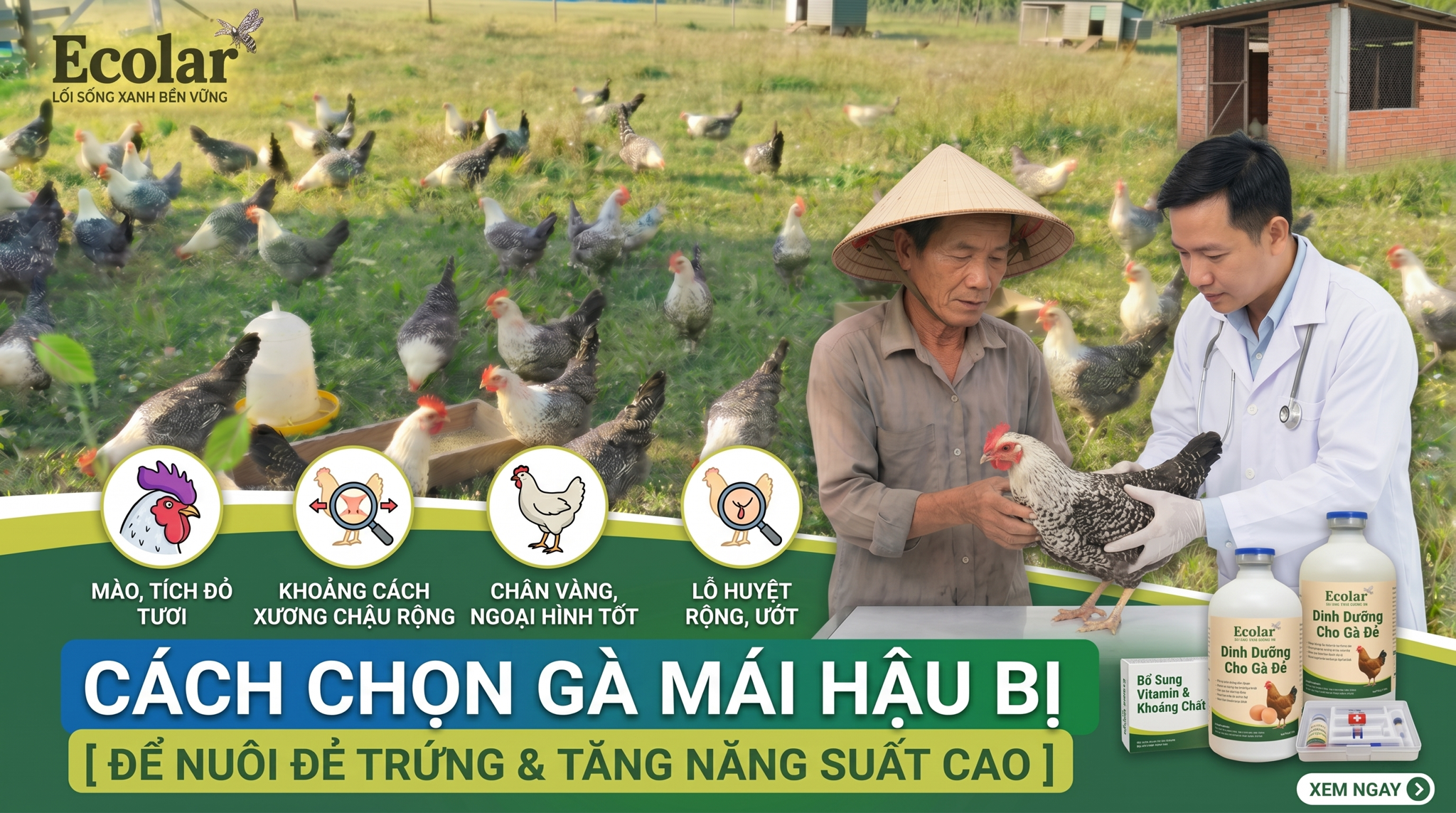 Cách Chọn Gà Mái Hậu Bị Để Nuôi Đẻ Trứng Chuẩn
