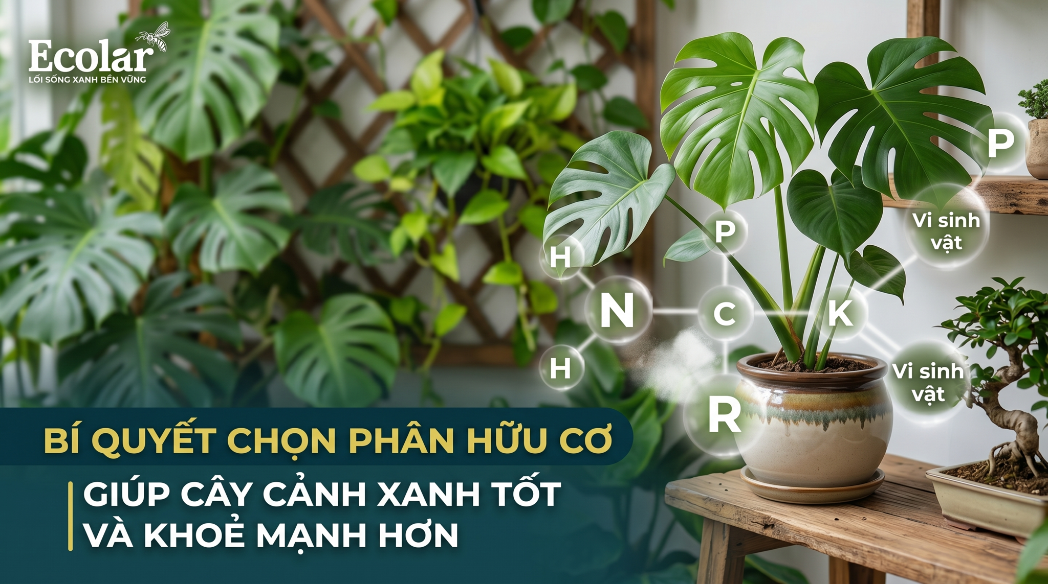 Cách Chọn Phân Bón Hữu Cơ Cho Cây Cảnh Cho Người Mới