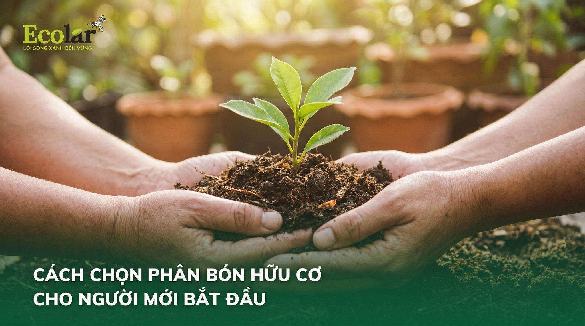 Cách Chọn Phân Bón Hữu Cơ Cho Người Mới Bắt Đầu