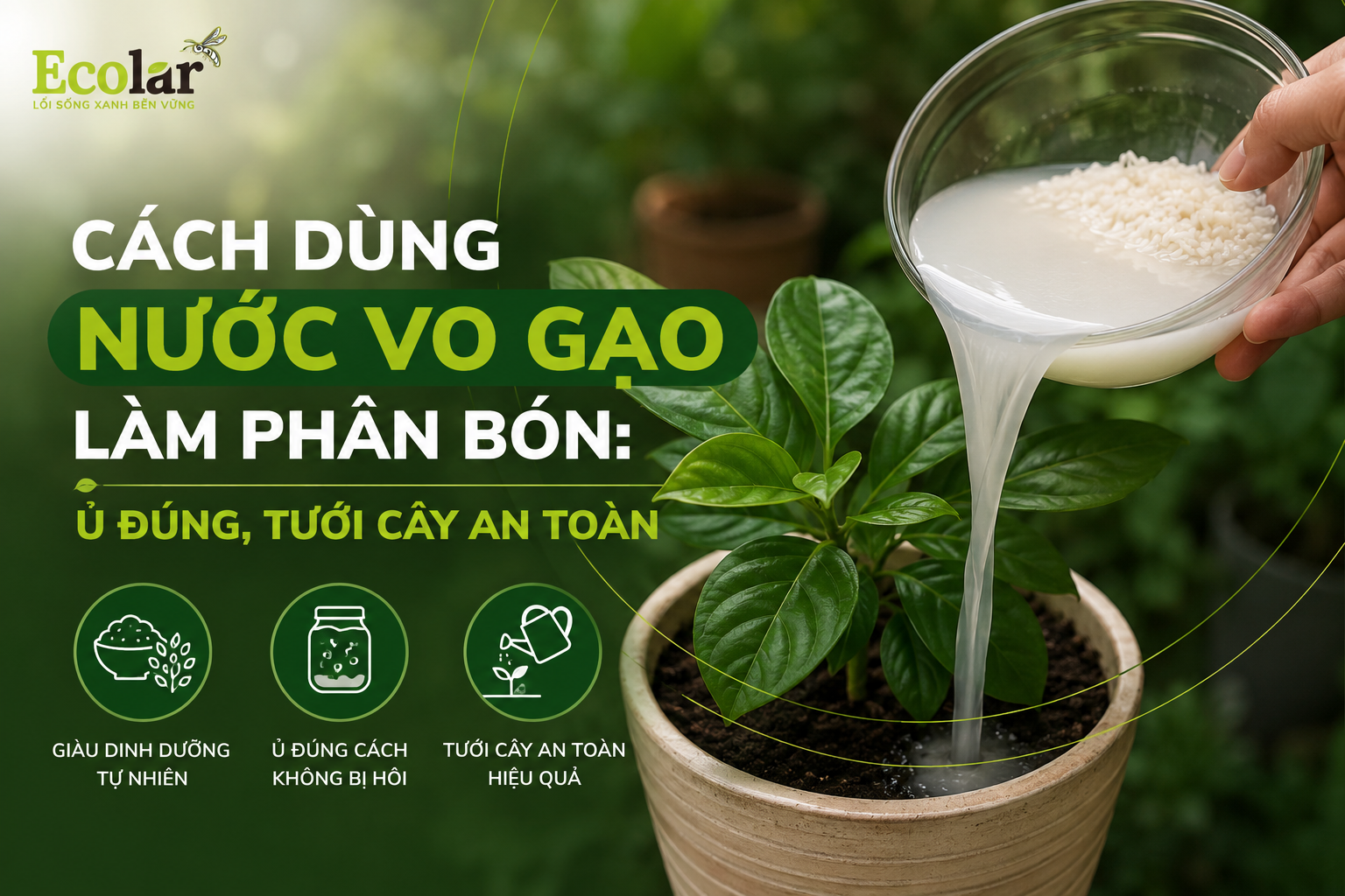 Cách Dùng Nước Vo Gạo Làm Phân Bón: Ủ Đúng, Tưới Cây An Toàn
