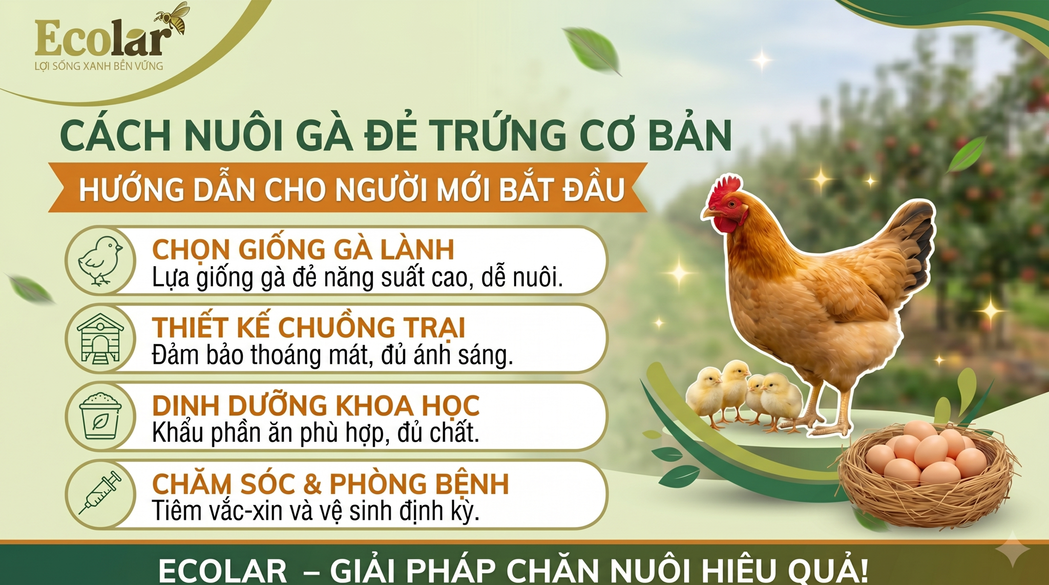 Cách Nuôi Gà Đẻ Trứng Cho Người Mới Bắt Đầu