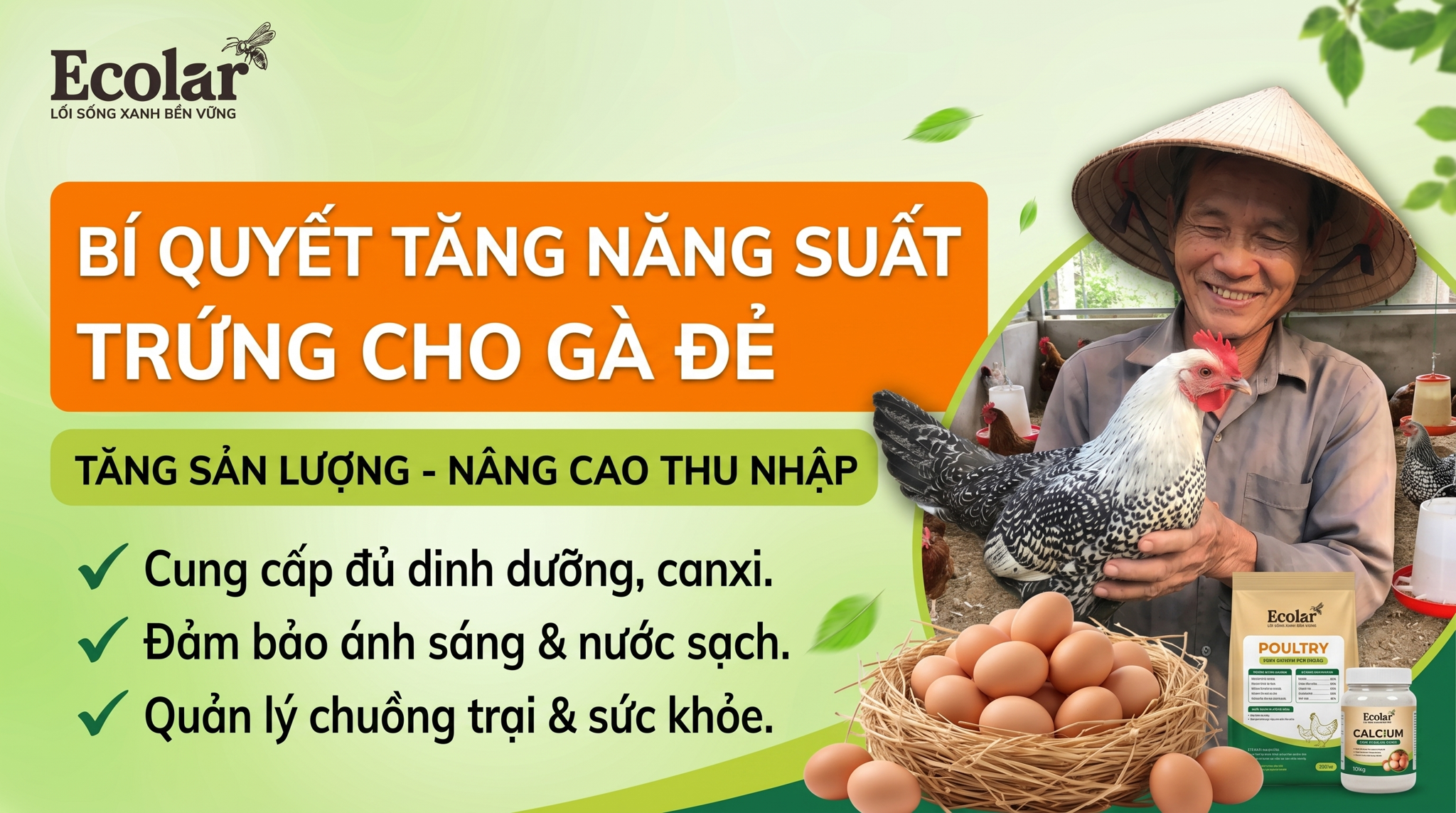 Cách Tăng Năng Suất Trứng Cho Gà Đẻ: 7 Yếu Tố Cần Tối Ưu