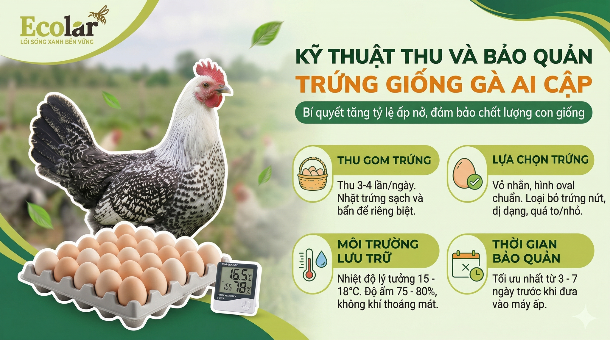 Cách Thu Và Bảo Quản Trứng Giống Đúng Kỹ Thuật Để Tăng Tỷ Lệ Nở