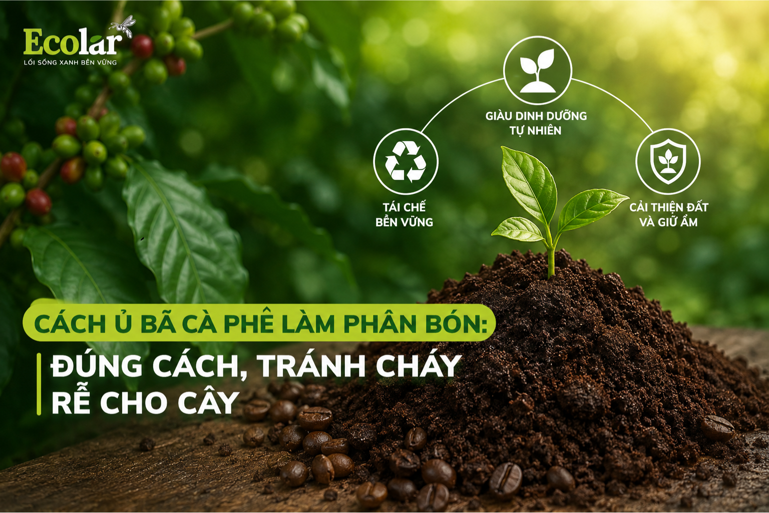 Cách Ủ Bã Cà Phê Làm Phân Bón: Đúng Cách, Tránh Cháy Rễ Cho Cây