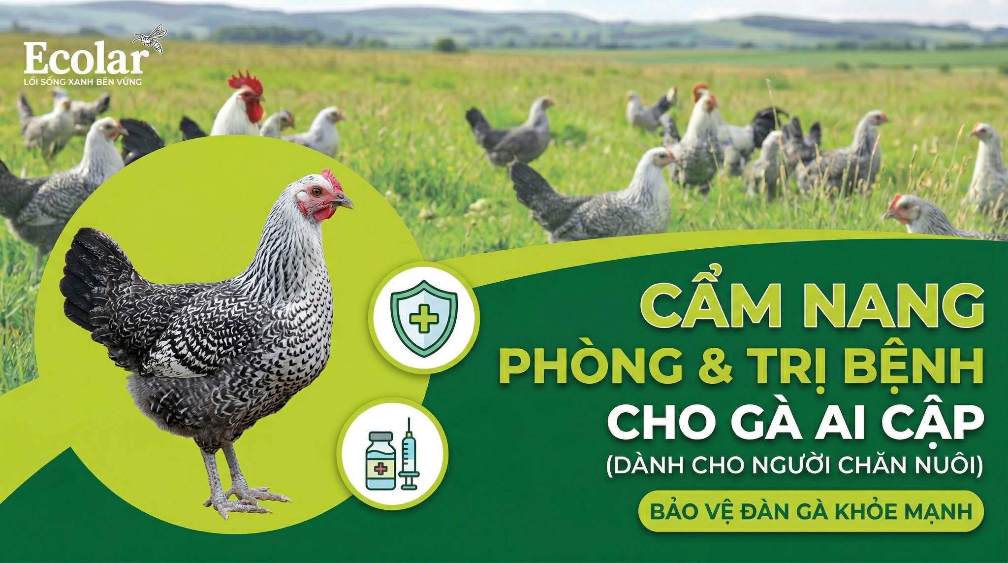 Phòng Và Trị Bệnh Gà Ai Cập Từ A–Z: Cẩm Nang Toàn Diện Cho Người Chăn Nuôi