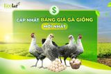 Cập Nhật Bảng Giá Gà Giống Mới Nhất
