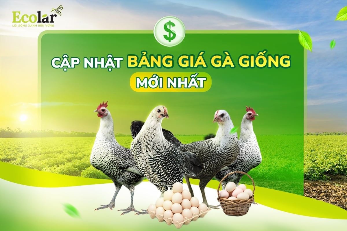 Cập Nhật Bảng Giá Gà Giống Mới Nhất