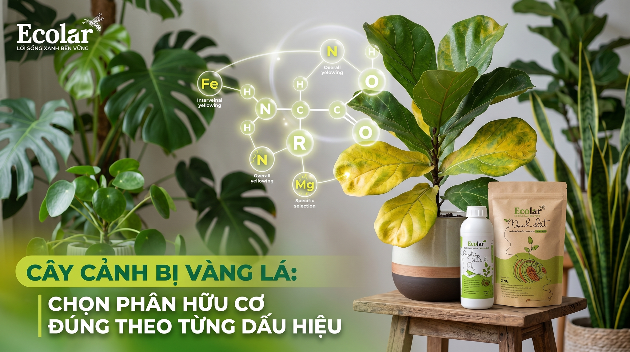 Cây Cảnh Bị Vàng Lá: Chọn Phân Hữu Cơ Đúng Theo Từng Dấu Hiệu