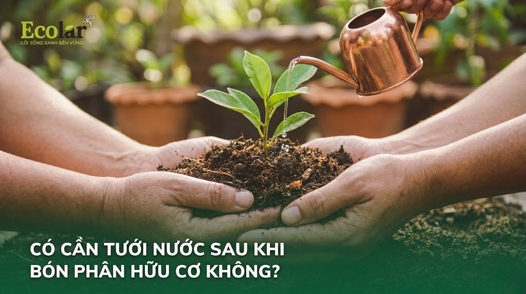 Có Cần Tưới Nước Sau Khi Bón Phân Hữu Cơ Không?