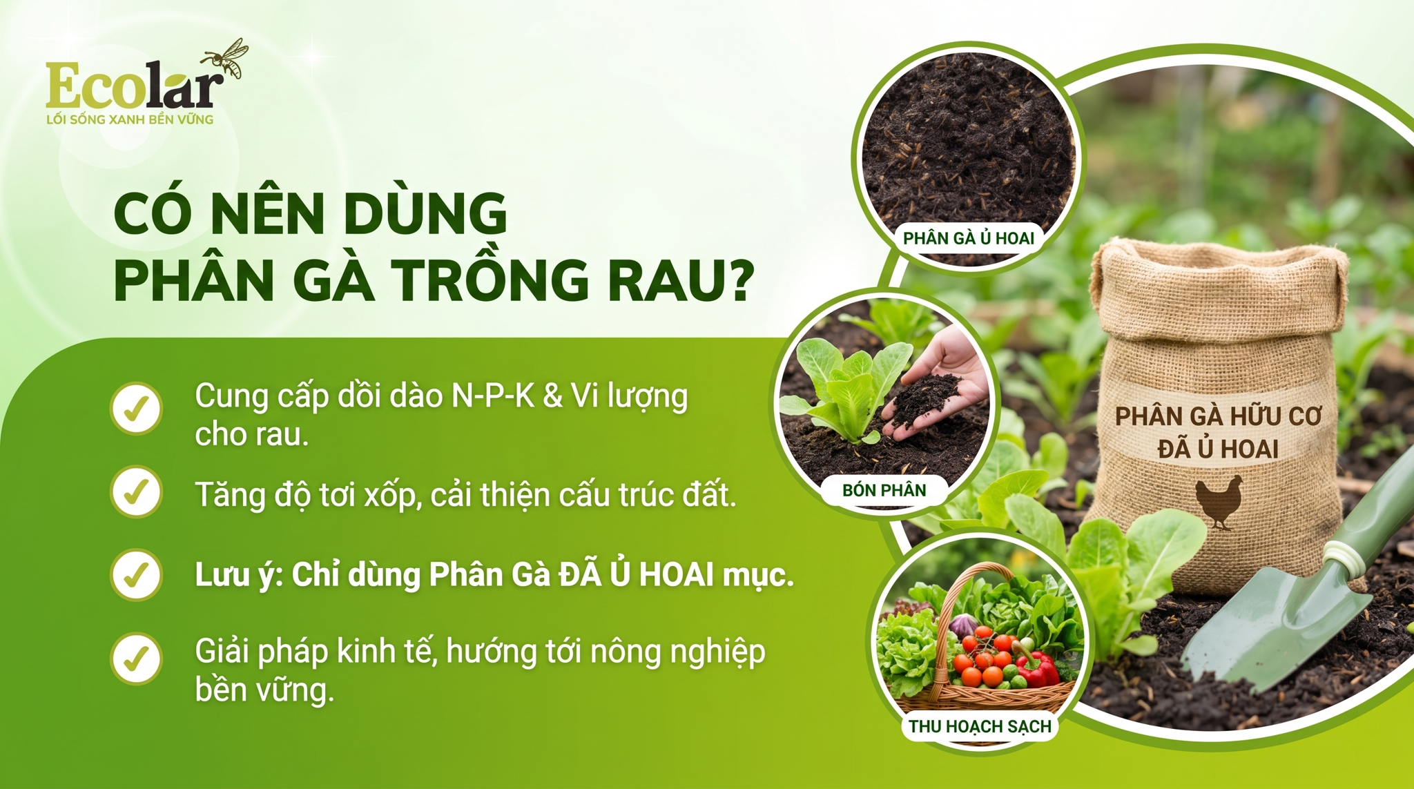 Có Nên Dùng Phân Gà Cho Rau Không? Cách Dùng An Toàn, Hiệu Quả