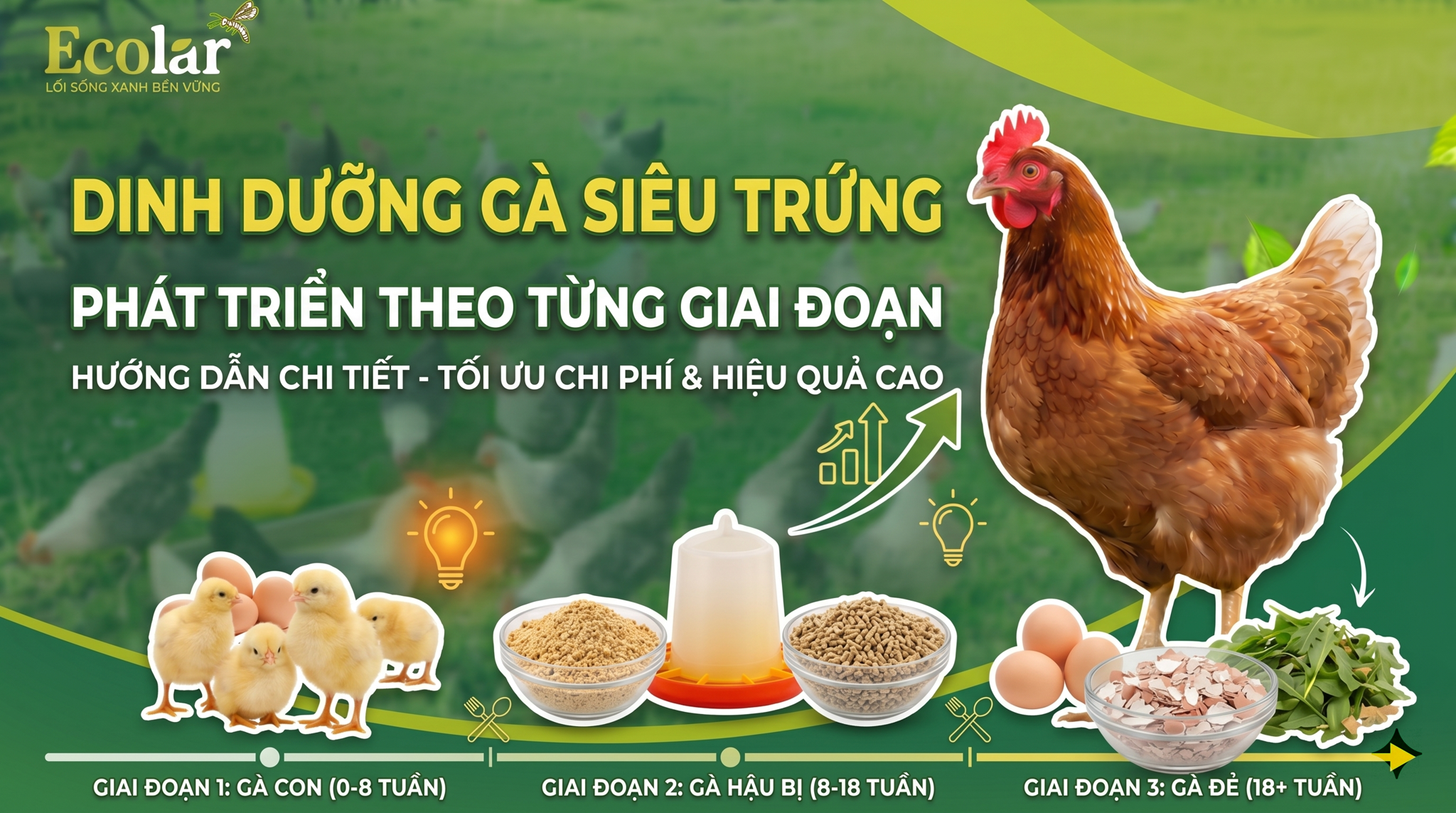 Công Thức Dinh Dưỡng Cho Gà Siêu Trứng Theo Từng Giai Đoạn
