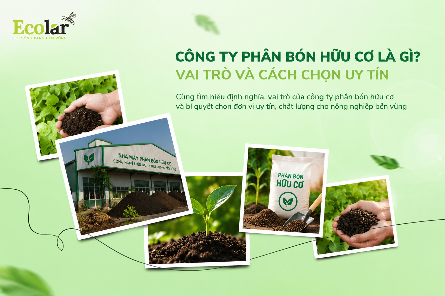 Công Ty Phân Bón Hữu Cơ Là Gì? Vai Trò và Cách Chọn Uy Tín