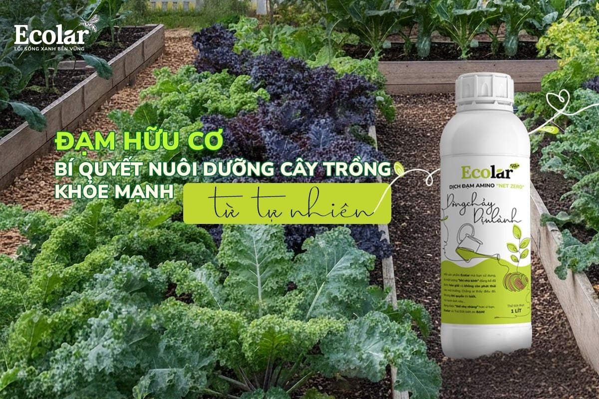 Đạm Hữu Cơ – Bí Quyết Nuôi Dưỡng Cây Trồng Khỏe Mạnh Từ Tự Nhiên