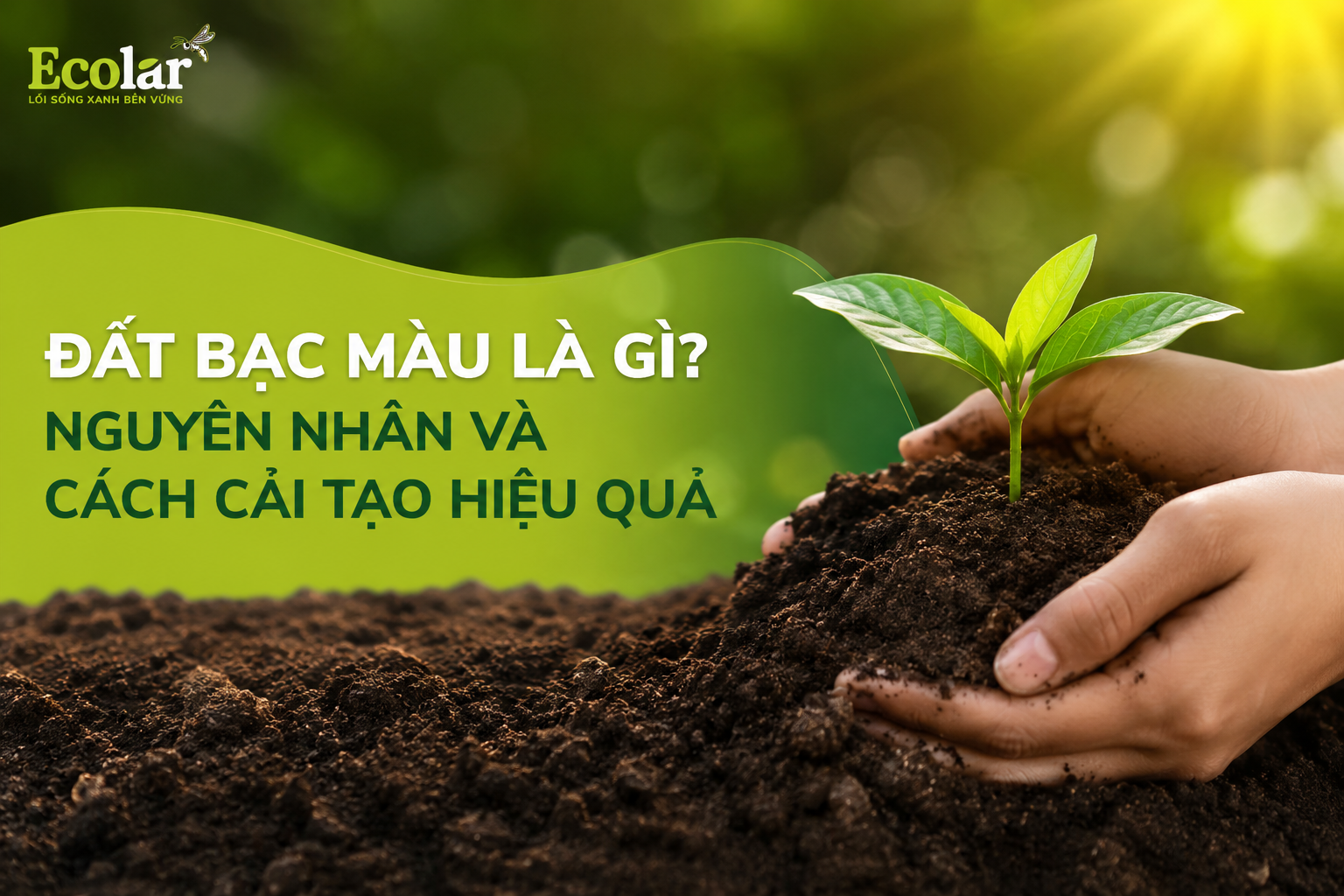 Đất Bạc Màu Là Gì? Nguyên Nhân Và Cách Cải Tạo Hiệu Quả