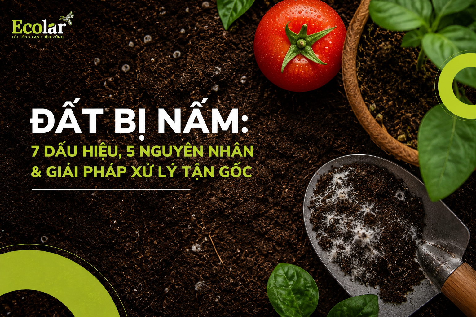 Đất Bị Nấm: 7 Dấu Hiệu, 5 Nguyên Nhân & Giải Pháp Xử Lý Tận Gốc