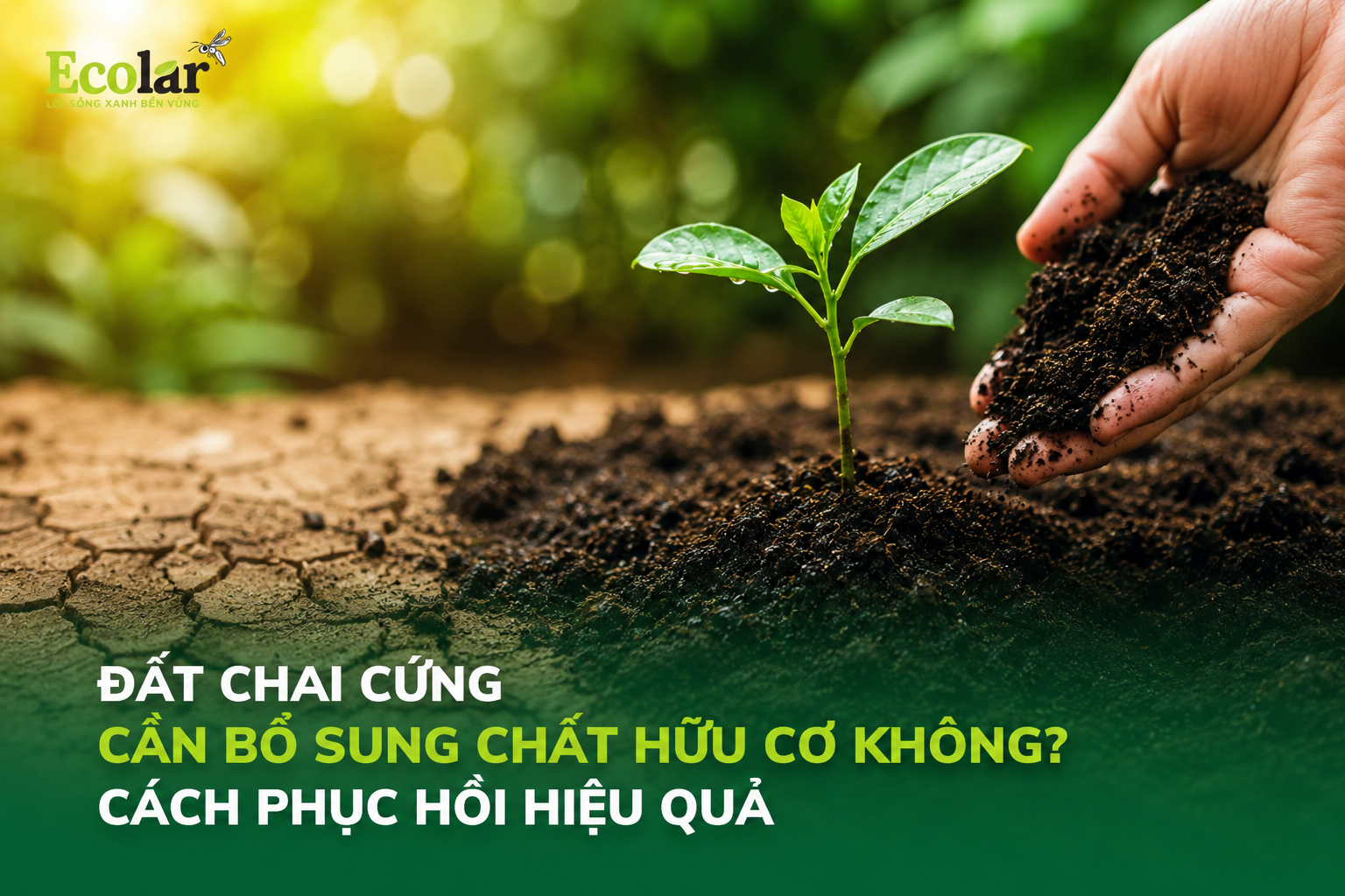 Đất Chai Cứng Cần Bổ Sung Chất Hữu Cơ Không? Cách Phục Hồi Hiệu Quả