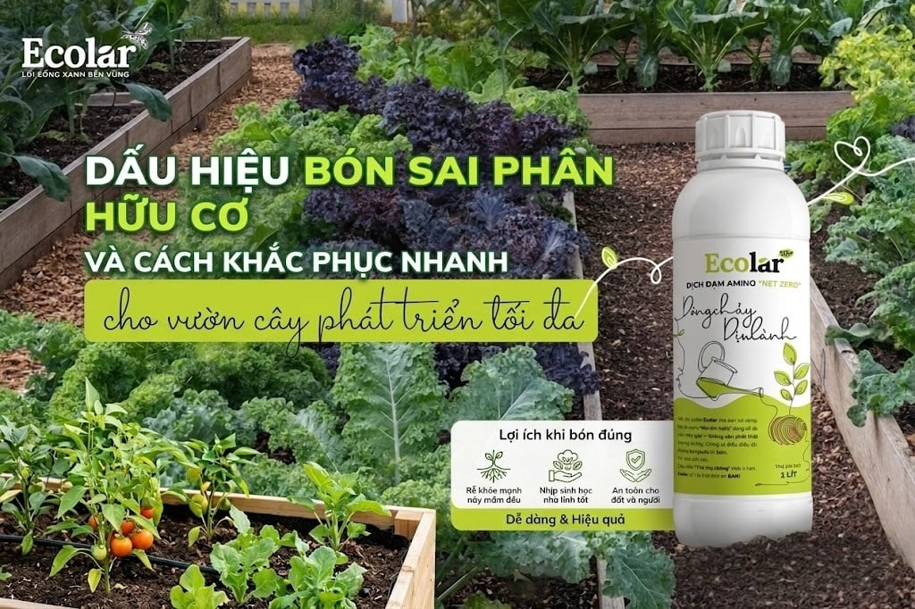 Dấu Hiệu Bón Sai Phân Hữu Cơ Và Cách Khắc Phục Nhanh