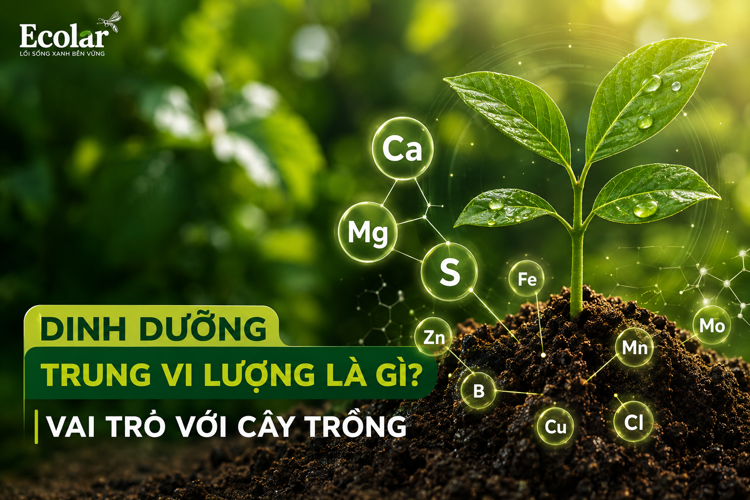 Dinh Dưỡng Trung Vi Lượng Là Gì? Vai Trò Với Cây Trồng