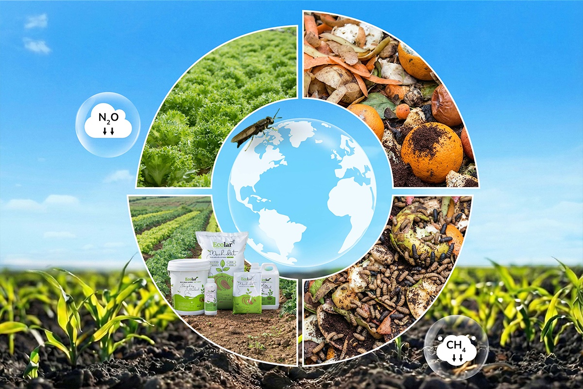 Ecolar dùng ruồi xử lý rác hữu cơ thành phân bón