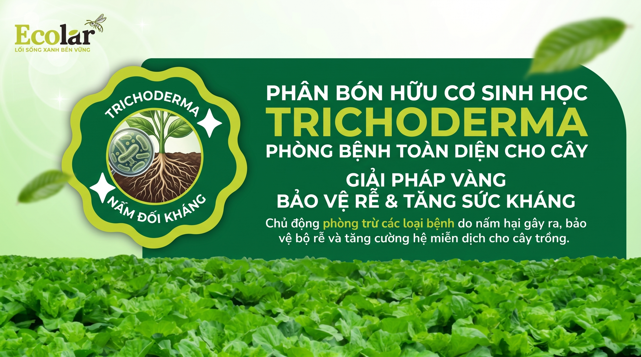 Phân bón hữu cơ sinh học chứa Trichoderma giúp phòng bệnh ra sao: Cơ chế, bệnh mục tiêu và cách dùng hiệu quả