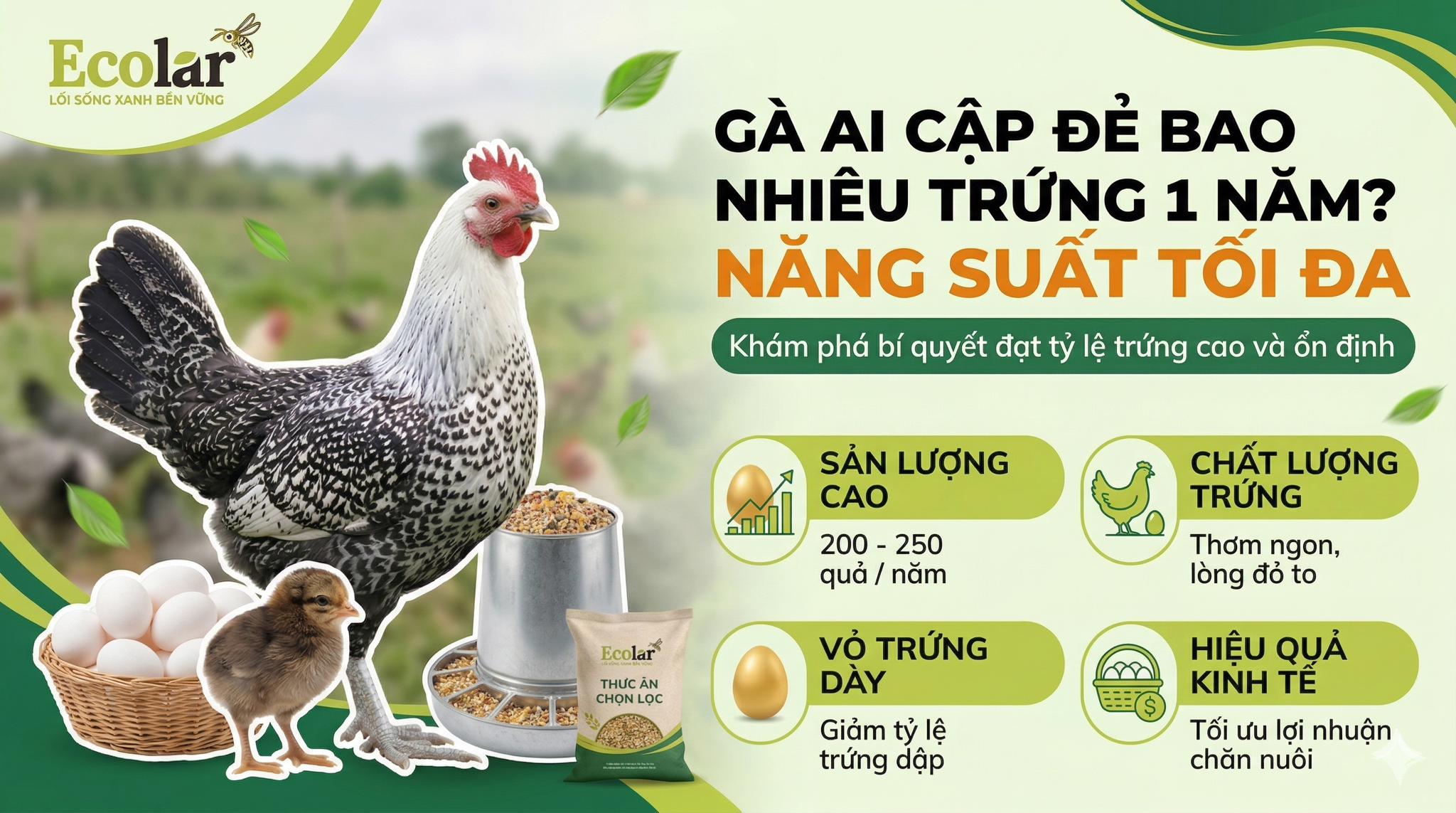 Gà Ai Cập đẻ trứng bao nhiêu một năm? (Số trứng trung bình, cách ước lượng và kịch bản tính toán nhanh)