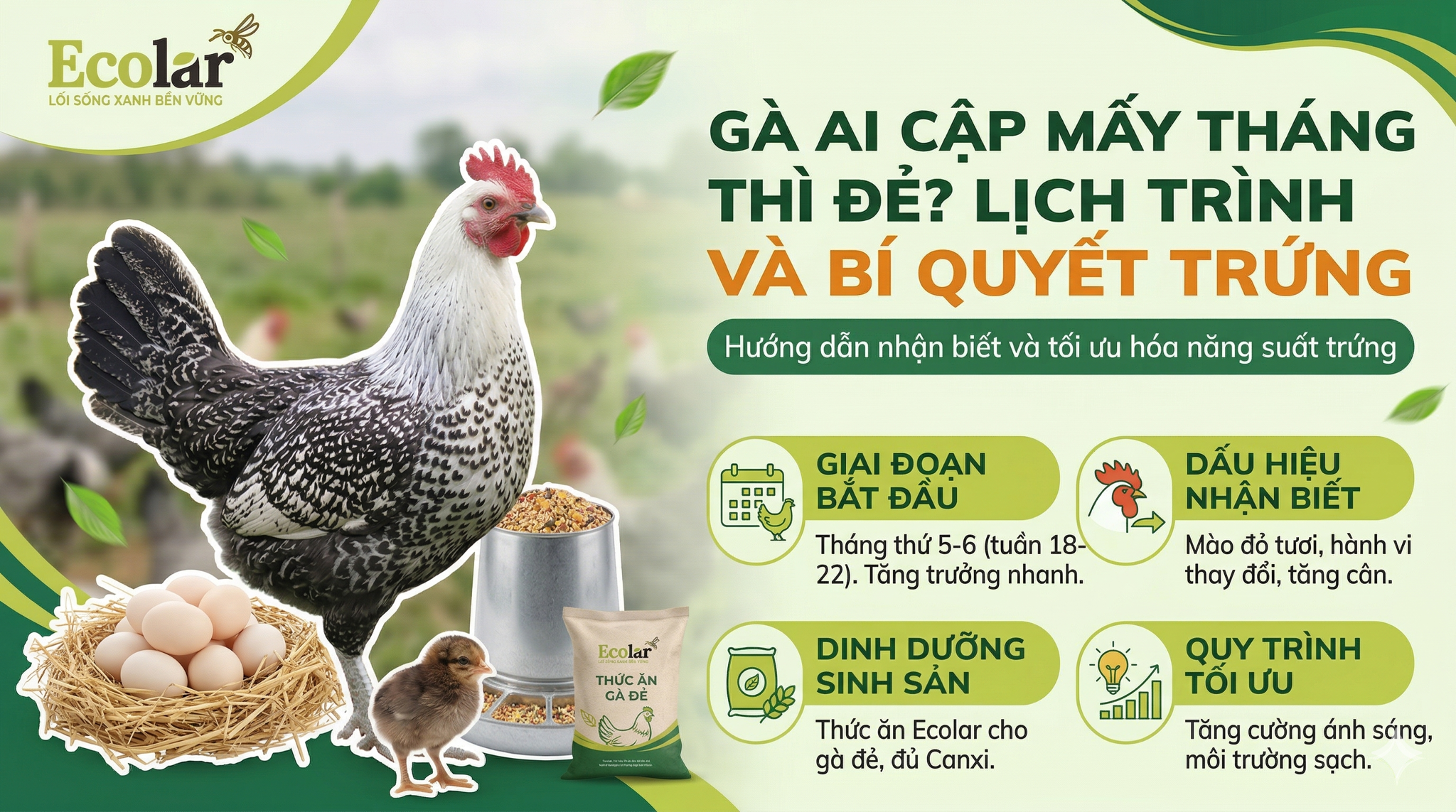 Gà Ai Cập Mấy Tháng Thì Đẻ? Giải Đáp Chi Tiết Toàn Bộ Quá Trình