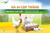 Gà Ai Cập Trắng: Review Chi Tiết Năng Suất Và Lựa Chọn Hướng Kinh Doanh Bền Vững