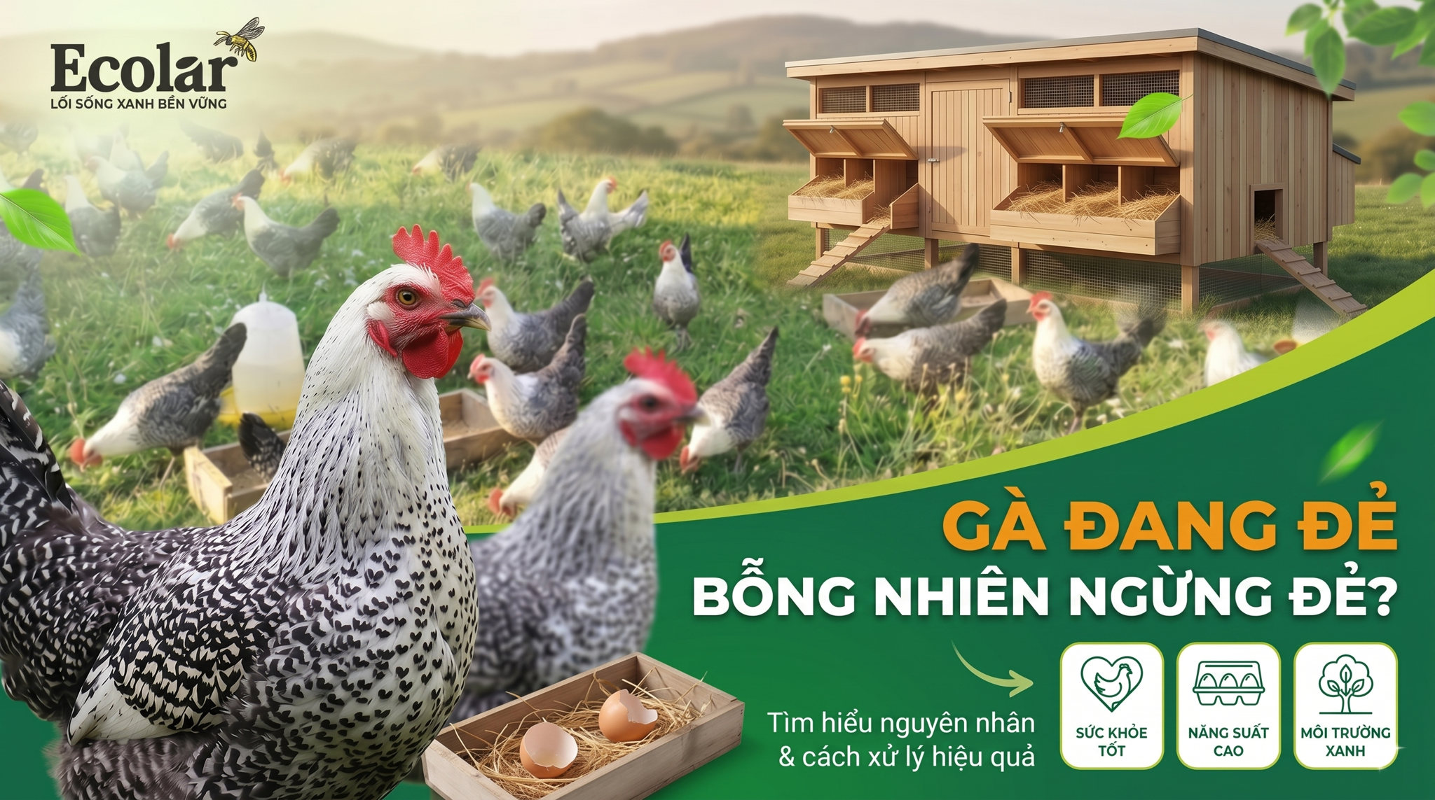Gà Đang Đẻ Bỗng Nhiên Ngừng Đẻ: 8 Nguyên Nhân & Cách Xử Lý