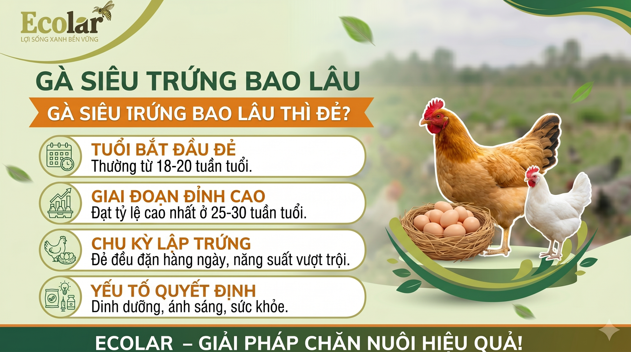 Gà Siêu Trứng Bao Lâu Thì Đẻ? Dấu Hiệu Và Cách Xử Lý Chậm Đẻ