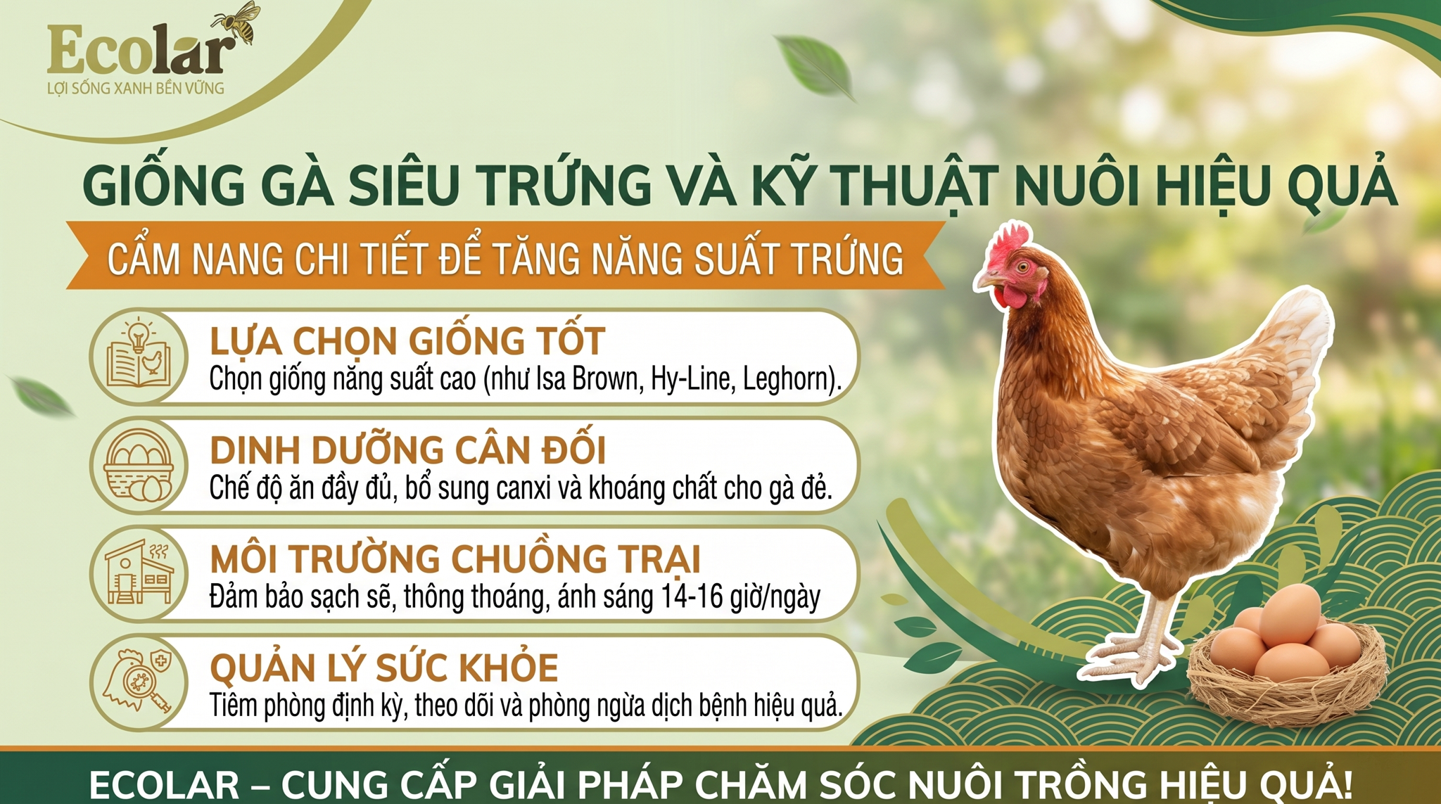 Gà Siêu Trứng Là Gì? Các Giống Phổ Biến, Dễ Nuôi, Đẻ Nhiều