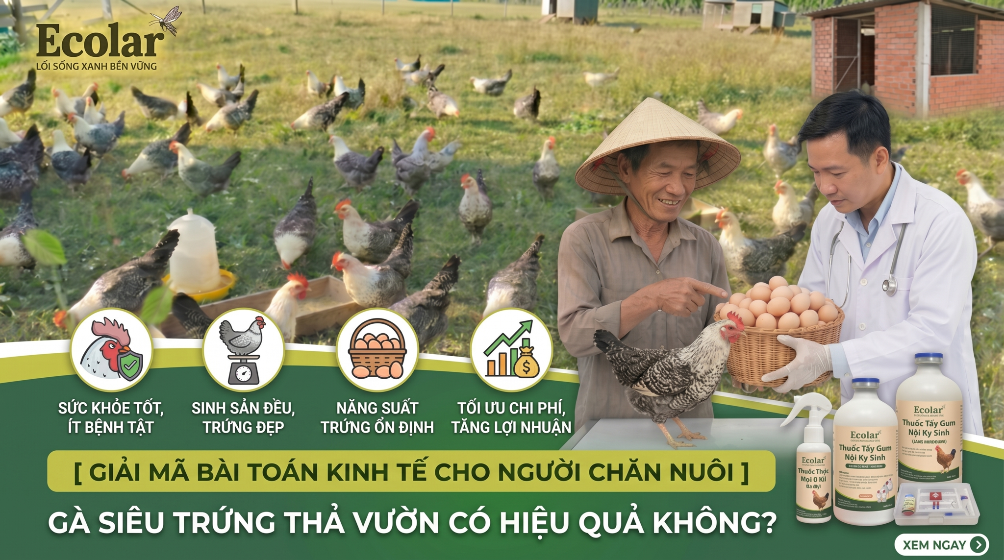 Gà Siêu Trứng Thả Vườn Có Hiệu Quả Không? Ưu Nhược Điểm Thực Tế