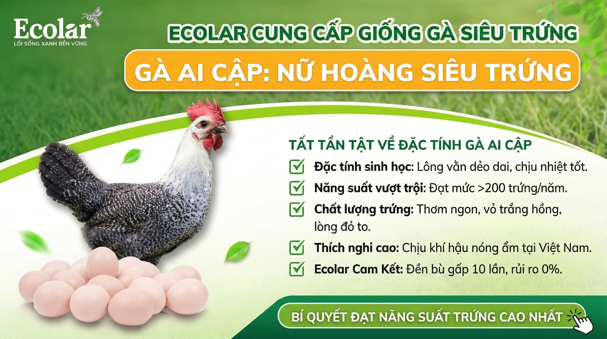 Đặc Tính Sinh Học Và Tính Cách Gà Fayoumi — Phân Tích Chi Tiết & Ứng Dụng Nuôi