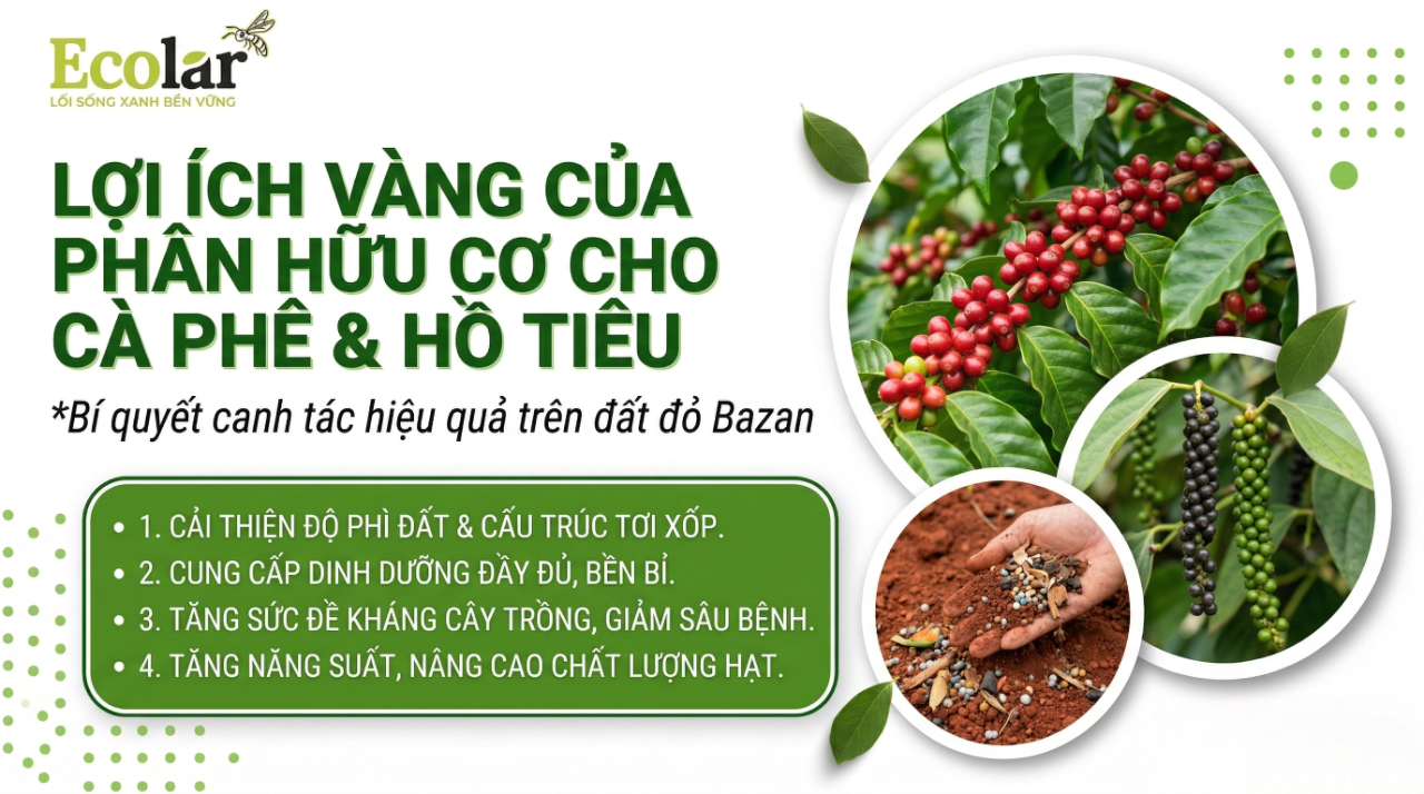 Lợi ích của phân bón hữu cơ cho cà phê và hồ tiêu trên đất bazan: tác động tới vi sinh, cấu trúc đất và năng suất bền vững