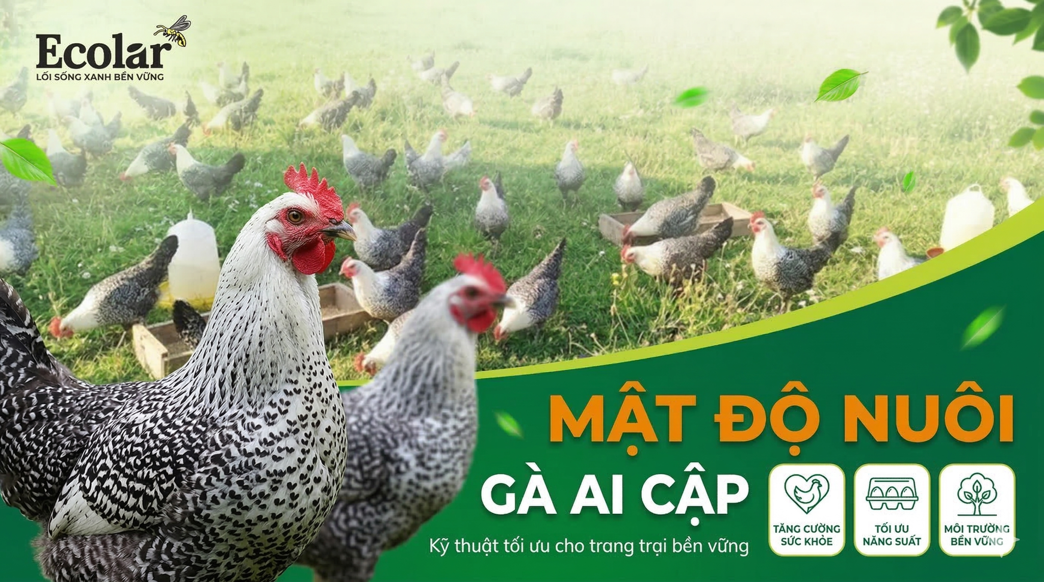 Mật Độ Nuôi Gà Ai Cập Bao Nhiêu Là Hợp Lý? Hướng Dẫn Quy Đổi & Ứng Dụng Thực Tiễn