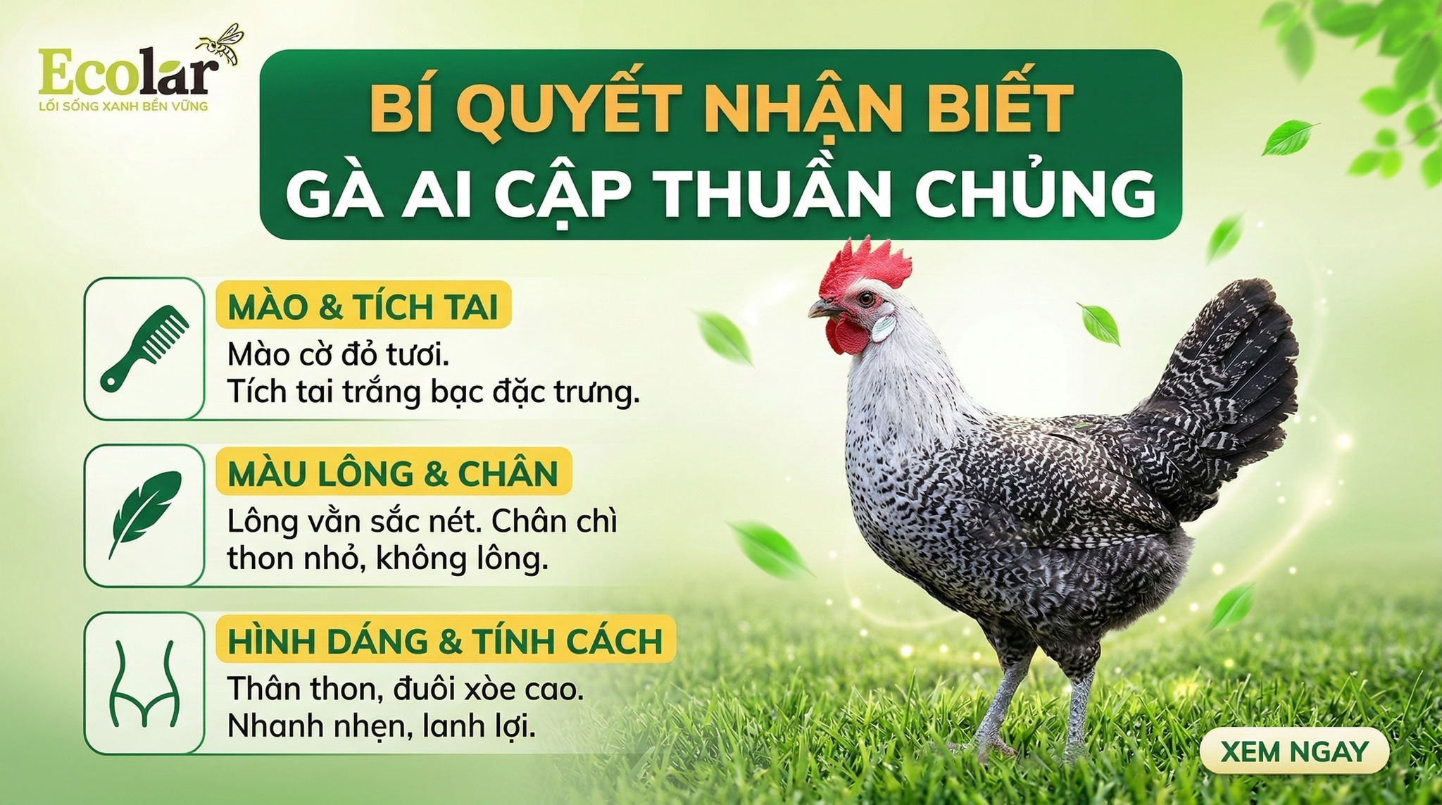 Đặc Điểm Ngoại Hình Và Cách Nhận Biết Gà Ai Cập Thuần Chủng — Checklist & Quy Trình Kiểm Tra
