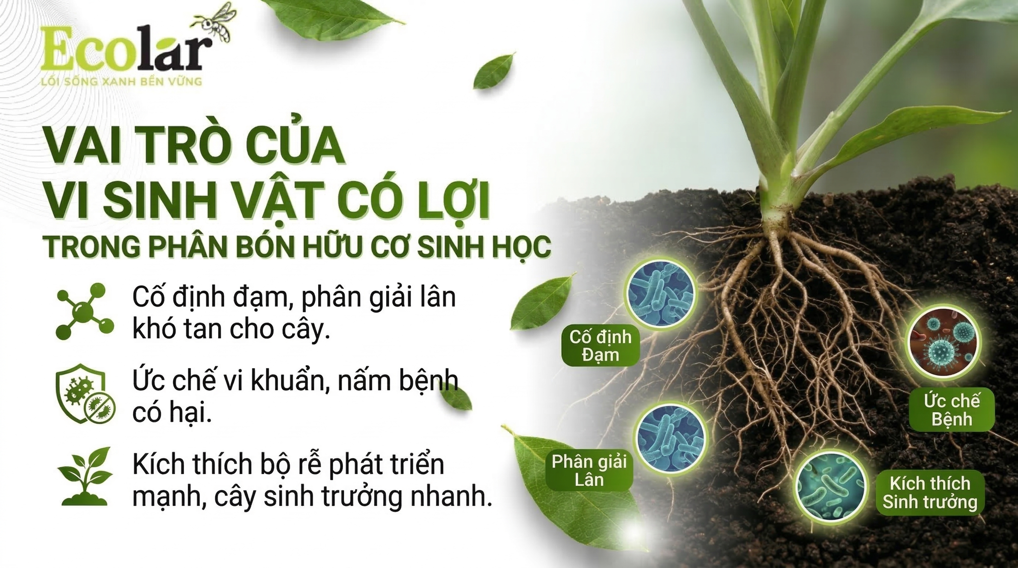 Vai trò của vi sinh vật có lợi trong phân bón hữu cơ sinh học