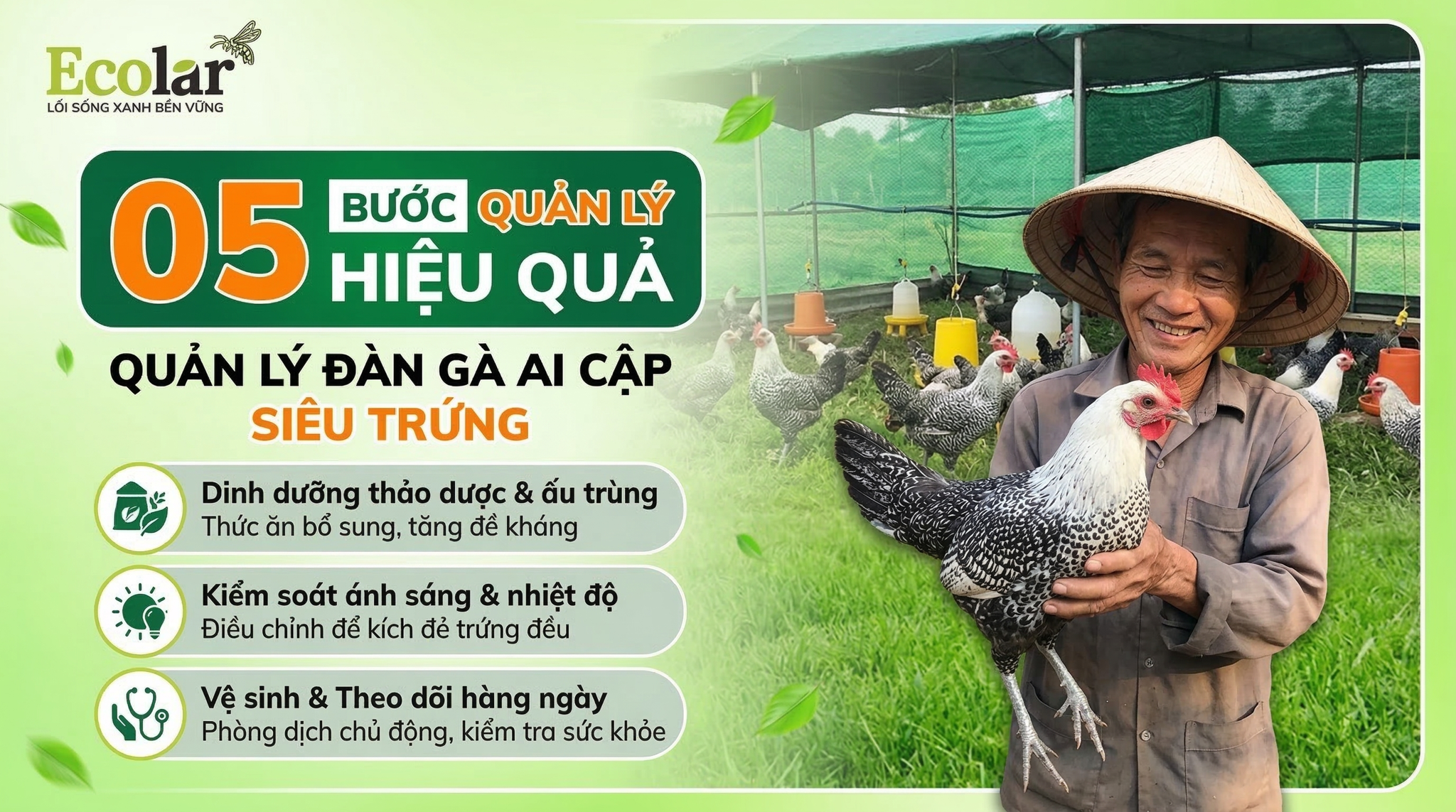 Quản Lý Đàn Gà Ai Cập Hiệu Quả: Chiến Lược, KPIs và SOP Quản Trị (Dành cho Người Quản Lý Trang Trại)