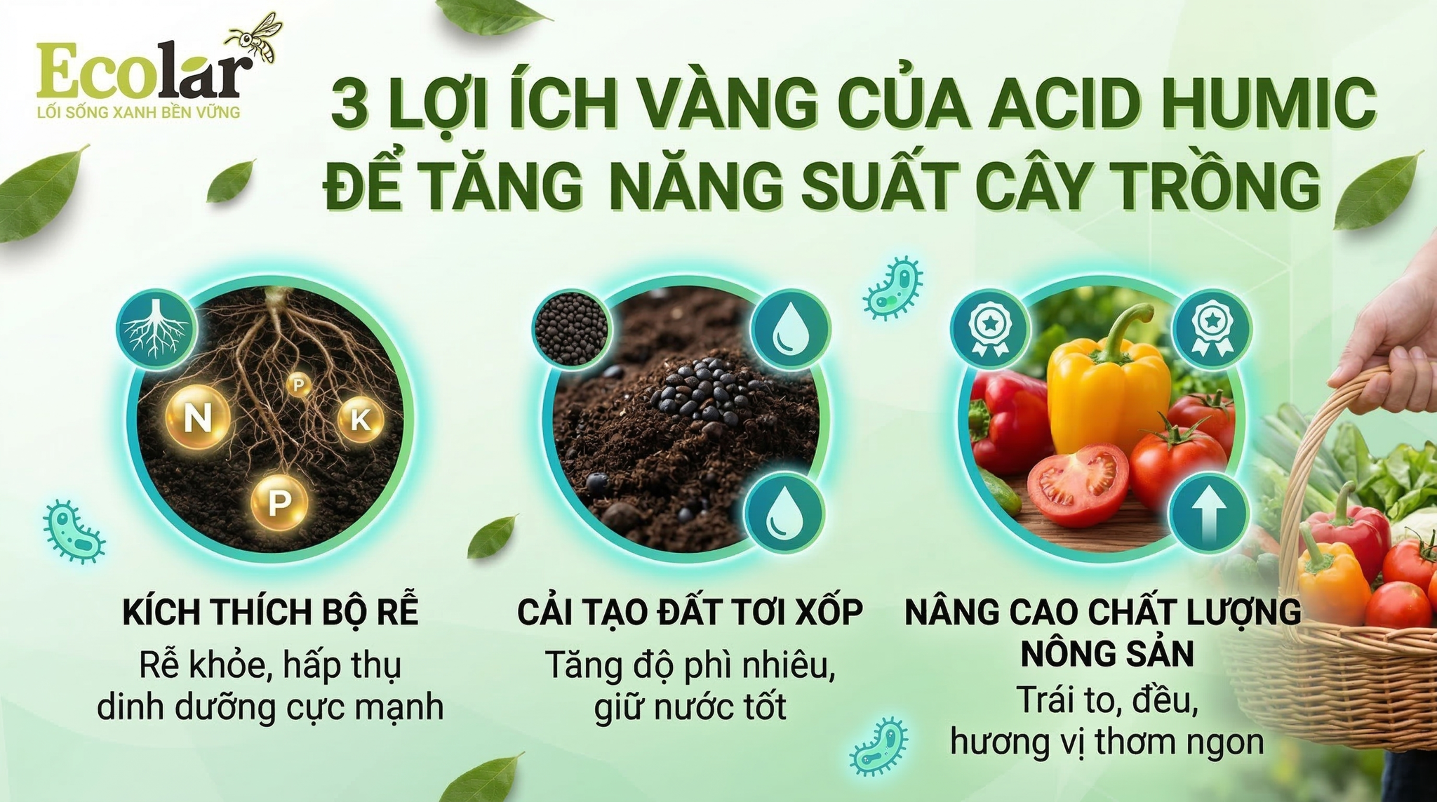 Humic có giúp tăng năng suất không? Bằng chứng thực nghiệm tổng hợp và hướng dẫn đánh giá dữ liệu