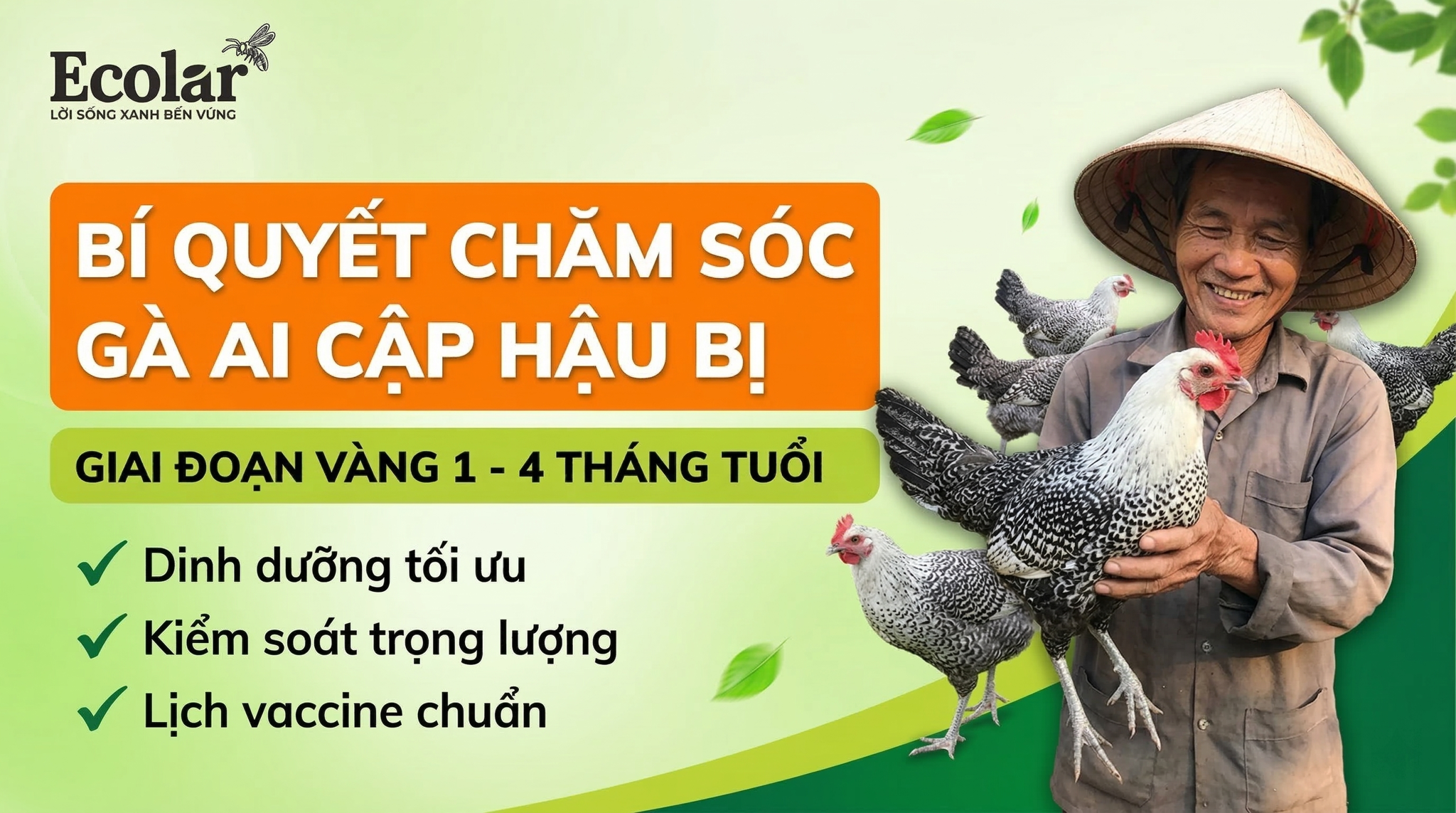 Chăm Sóc Gà Ai Cập Hậu Bị (1–4 Tháng Tuổi): Hướng Dẫn Thực Tiễn, Checklist & Lộ Trình Chuẩn