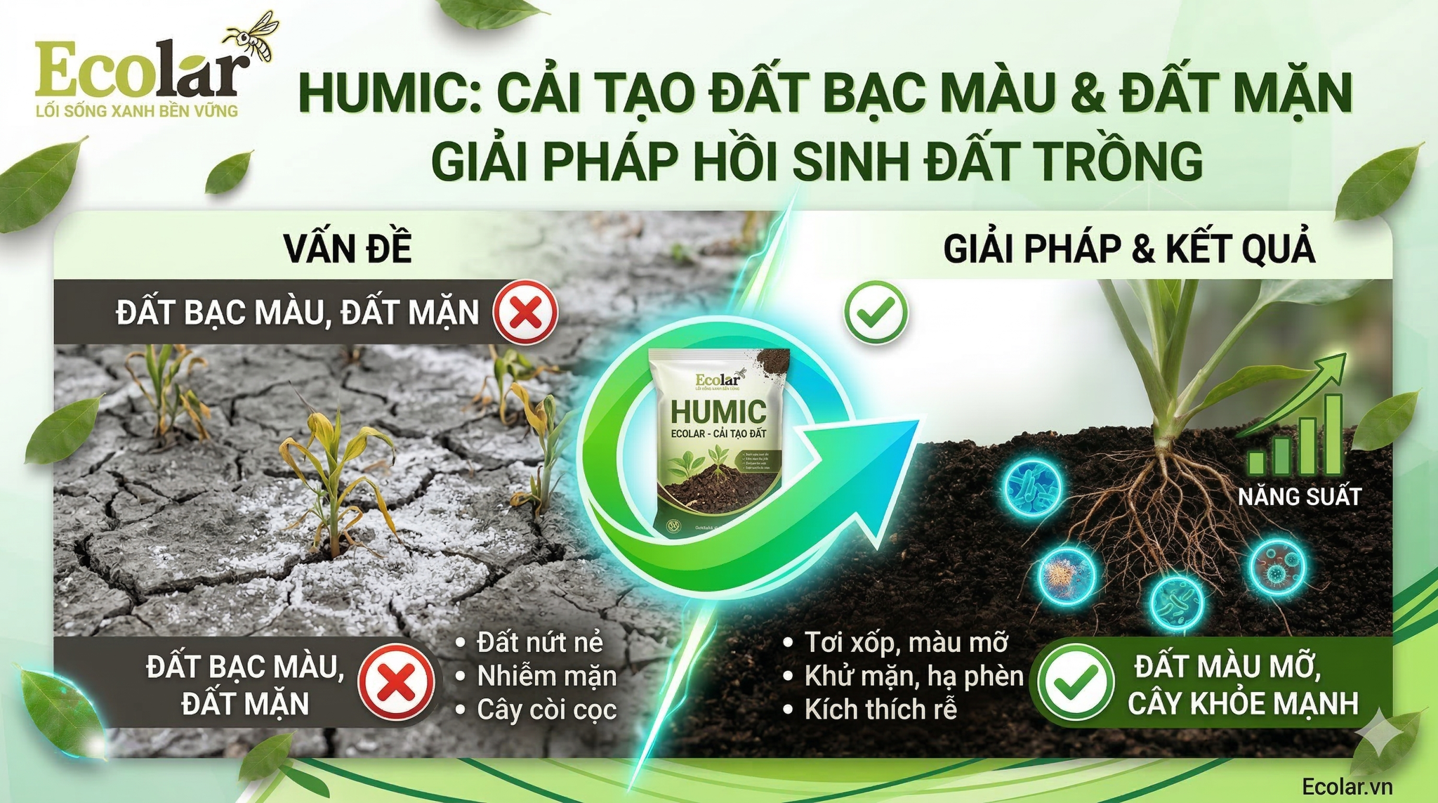 Vai trò của humic trong cải tạo đất bạc màu và đất mặn (tập trung theo giải pháp cho vấn đề)