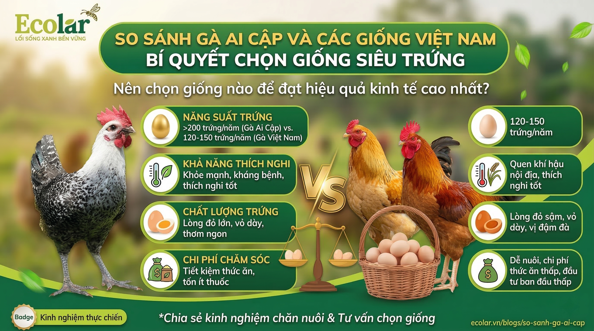 So sánh gà Ai Cập với các giống phổ biến tại Việt Nam: Bảng đối chiếu theo 6 tiêu chí chính