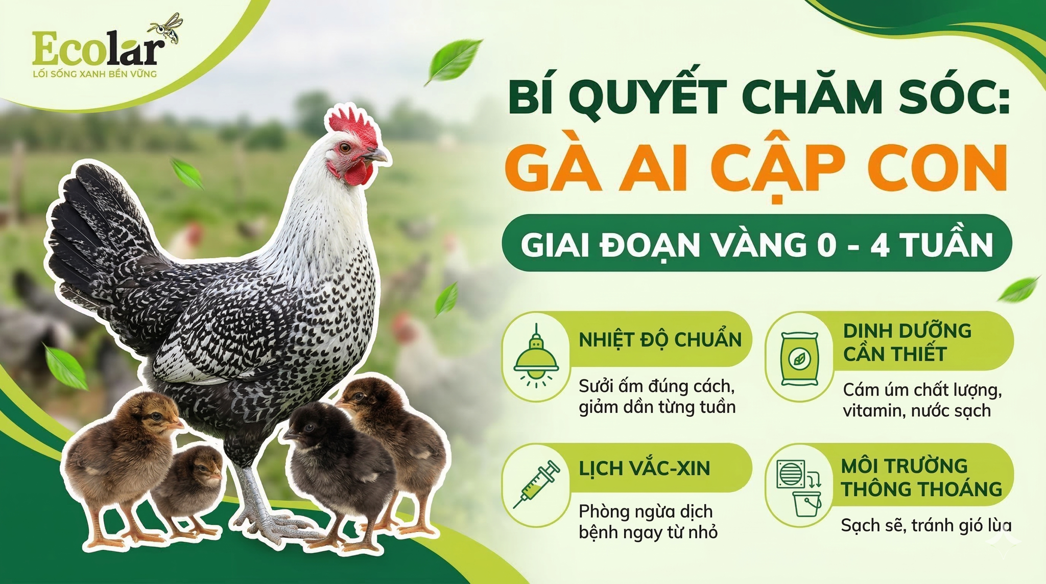 Kỹ Thuật Úm Gà Ai Cập Con (0–4 Tuần Tuổi) — Hướng Dẫn Thực Thi Từng Bước